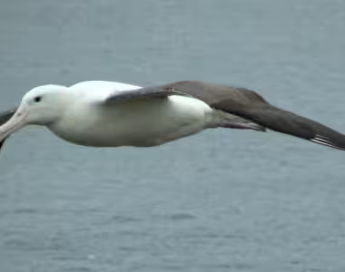 Royal Albatross colony