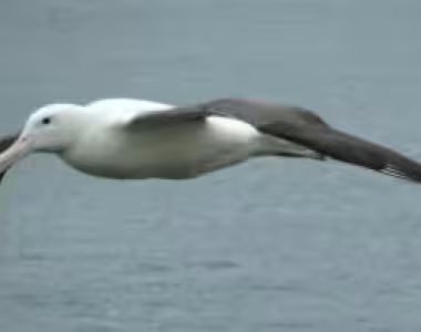 Royal Albatross colony