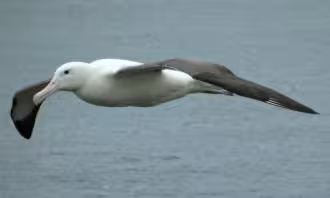 Royal Albatross in flight #1