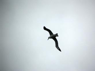 Albatross far above
