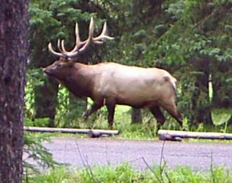An Elk, I took this photo on the outskirts of the Banff township.