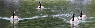 Canadian Geese