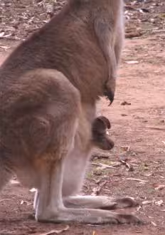 Joey in Kangaroo’s pouch