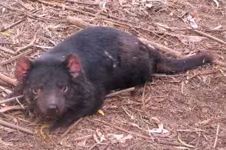 Tasmanian Devil blobbing out after a big feed