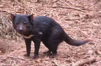 Violent little Tasmanian Devil