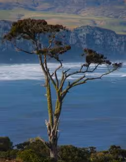 A famoous tree high up on a hill in the Catlins