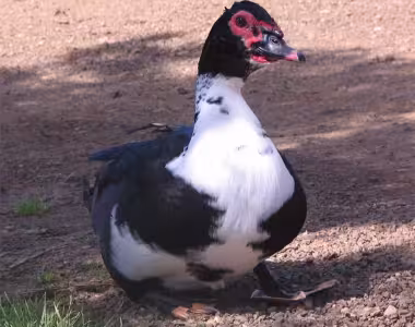 Duck?
