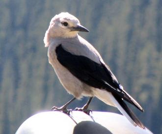 Bird at Lake Louise