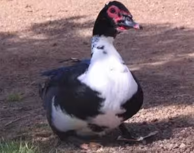 Duck?