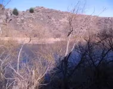 Aardwolfs on/in Manorburn dam