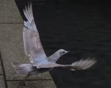 Seagull in Vancouver