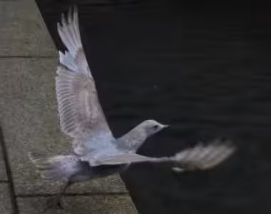 Seagull in Vancouver