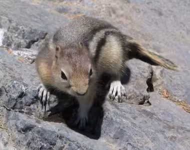 Rocky Mountain wildlife
