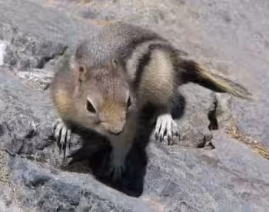 Rocky Mountain wildlife