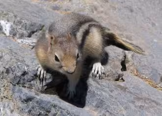 Chipmunk at Lake Agnes above Lake Loiuse