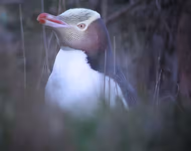 Penguins on a mission