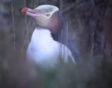 Penguins on a mission