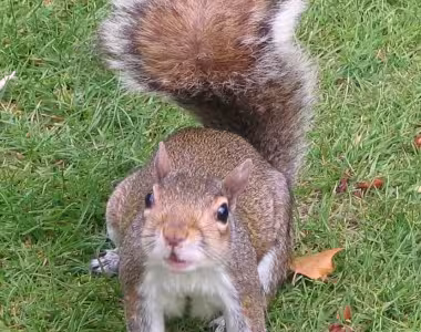 Squirrel