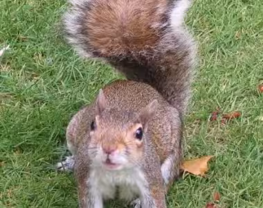 Squirrel