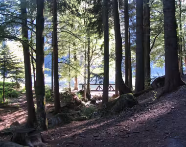 Images from the Black Forest