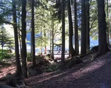 Images from the Black Forest