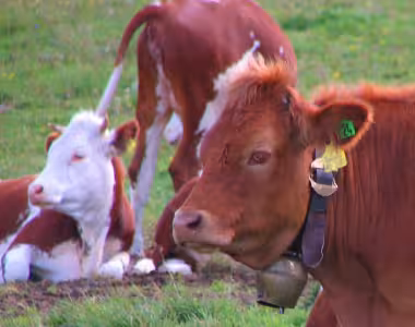 German cows