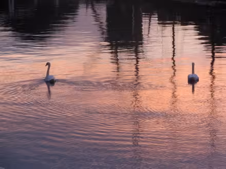 leiden_swans1