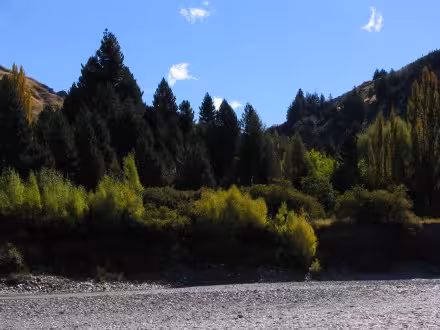 Closeup of the trees beside the Shotover river