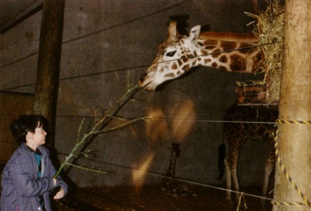 My brother Scott trying to feed a giraffe a piece of stick.