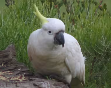 Cocotu at the Woods's