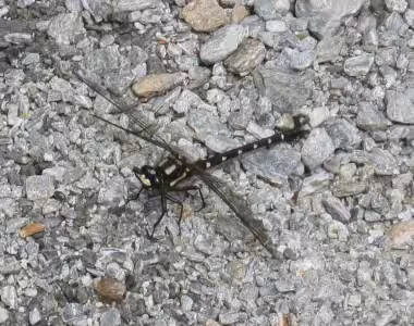 Big ass insect!