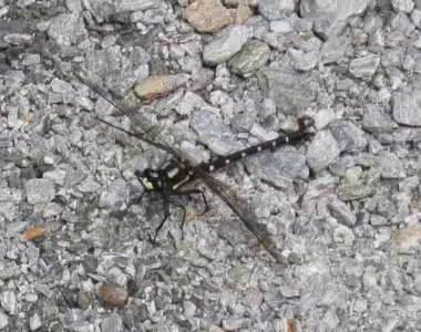 Big ass insect!