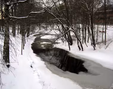 Dawn near the stream