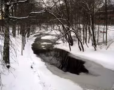 Dawn near the stream