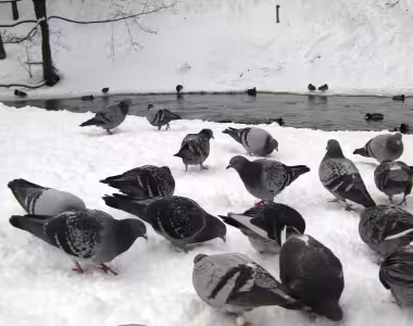 Birdies in the snow