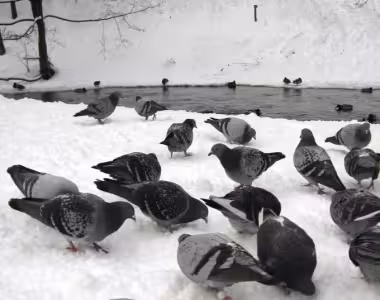 Birdies in the snow