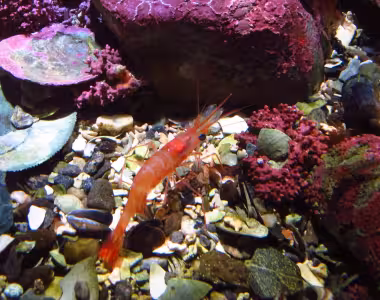 Aquarium in Tromsø