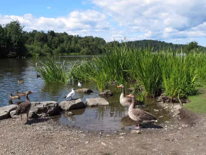 Ducks chilling out beside Luktvannet in Oslo, Norway