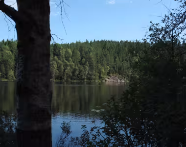 Kringlevann