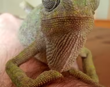 Marble the chameleon