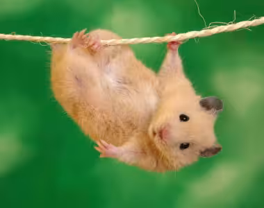 Hamster’s gone wild