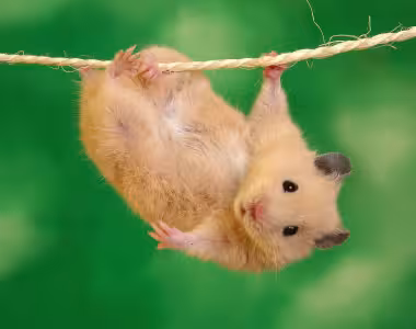 Hamster's gone wild