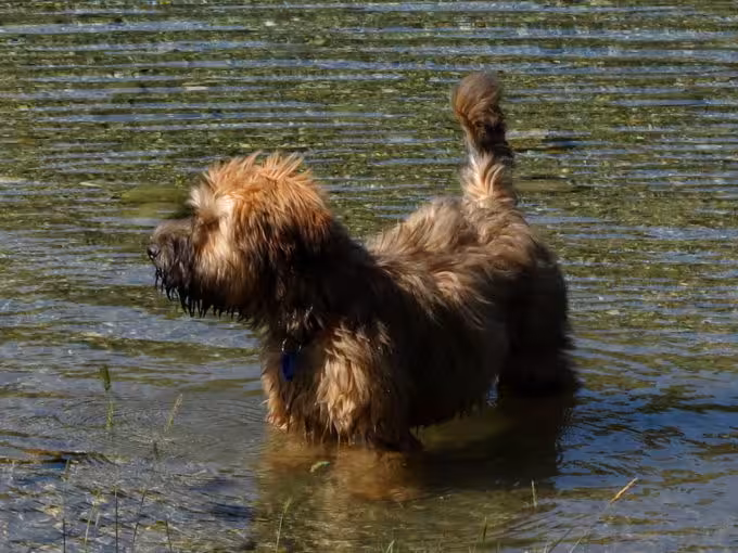 Dougs near Hawea river
