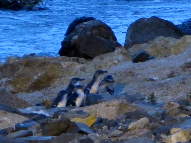 Little blue penguins in Oamaru