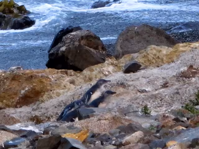 Little blue penguins in Oamaru