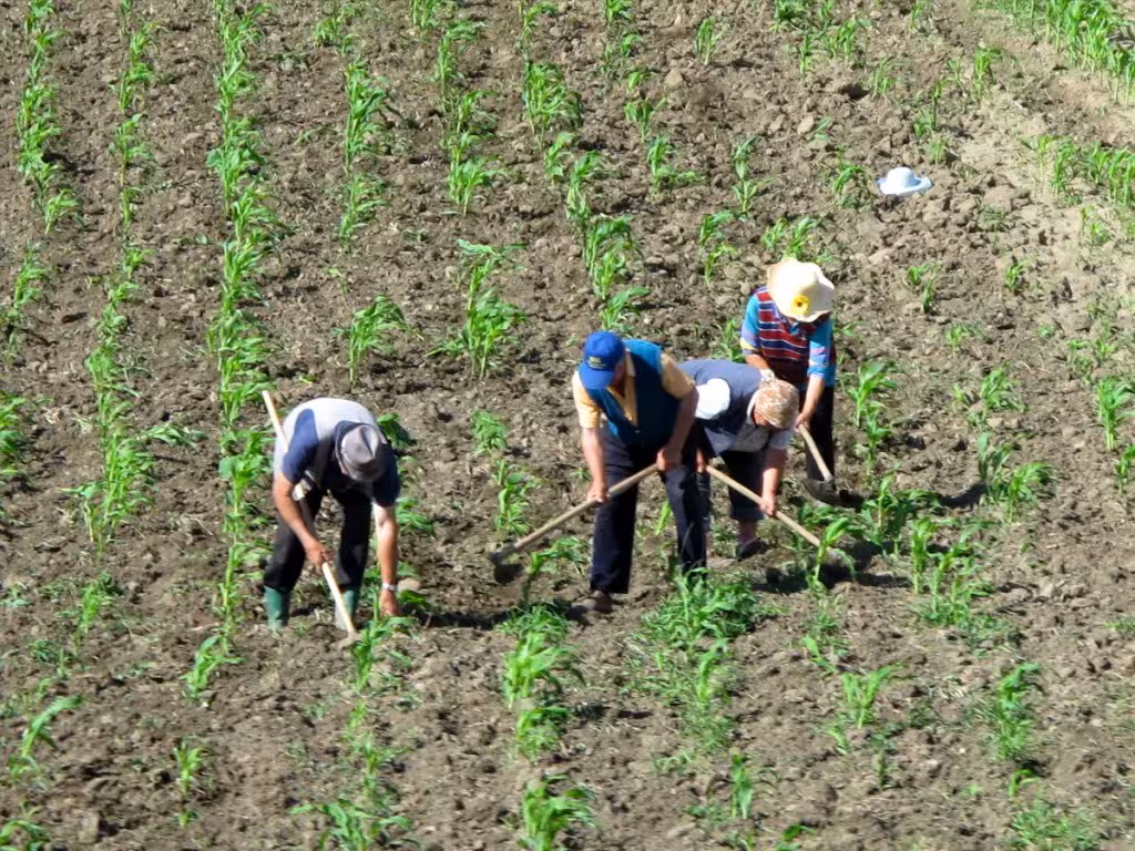 Romanian farmers in rural Transylvania