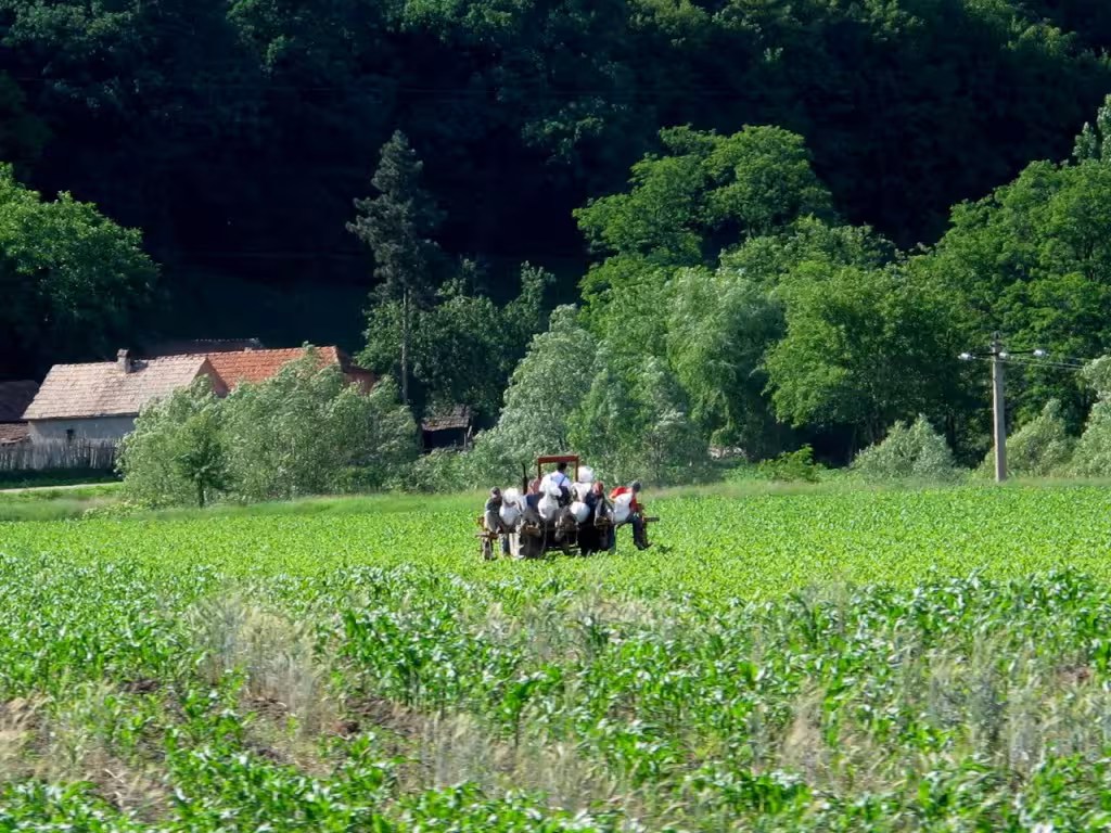 Romanian manual farming