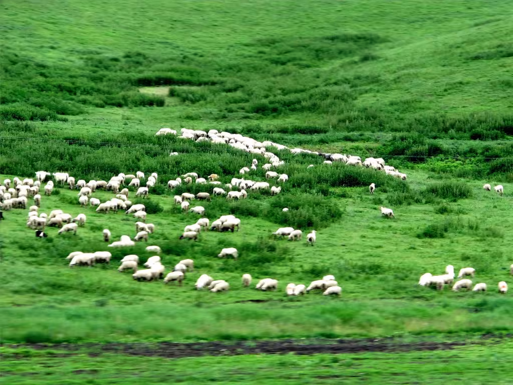 Transylvanian sheep!