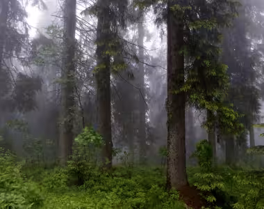 Beautiful fog