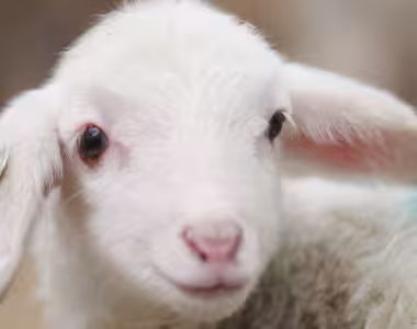 Cute lamb